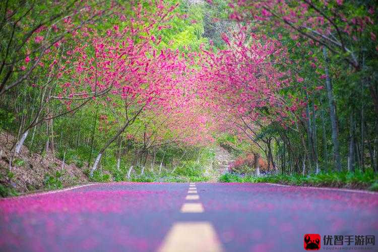 光影邂逅：雨林深处赏花胜地揭秘